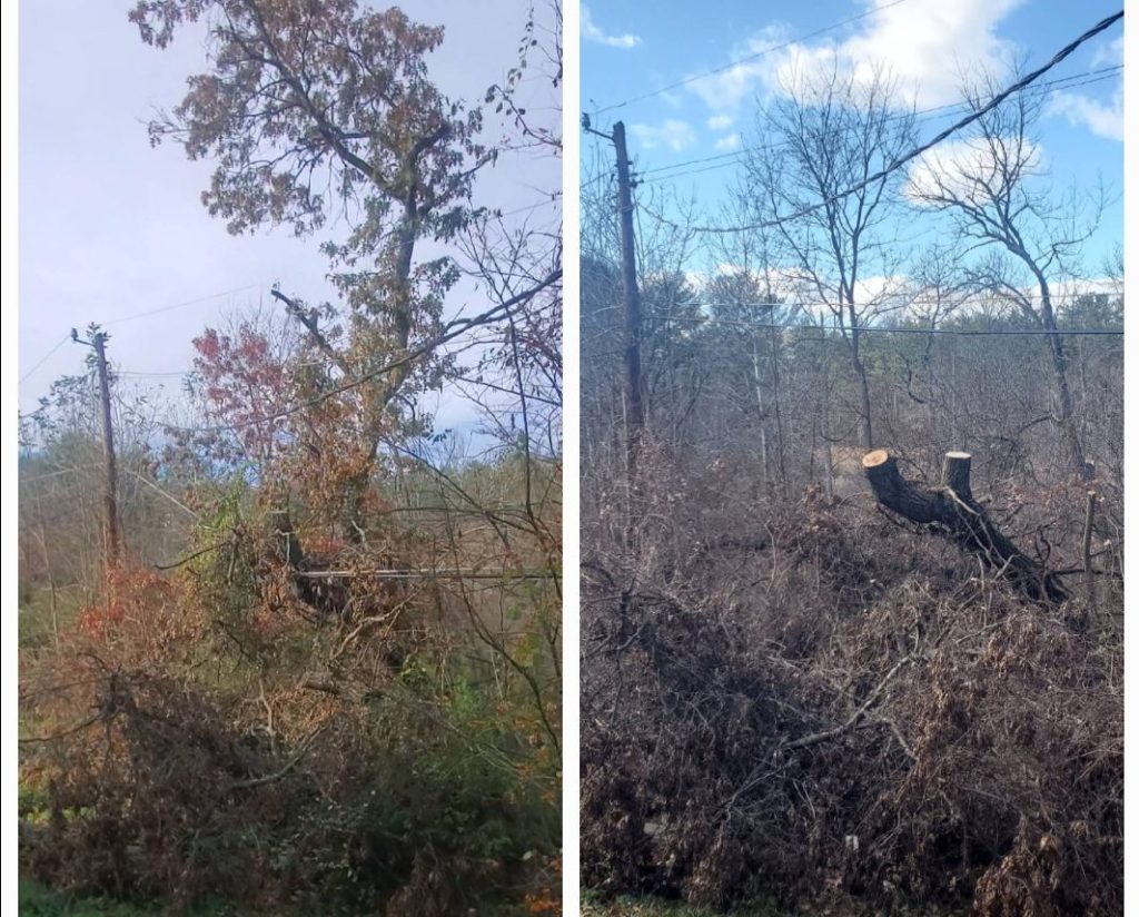 Storm-damaged tree before and after cleanup