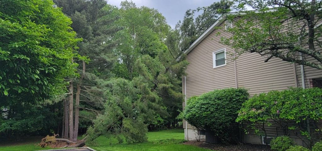 Pine tree removal near a home