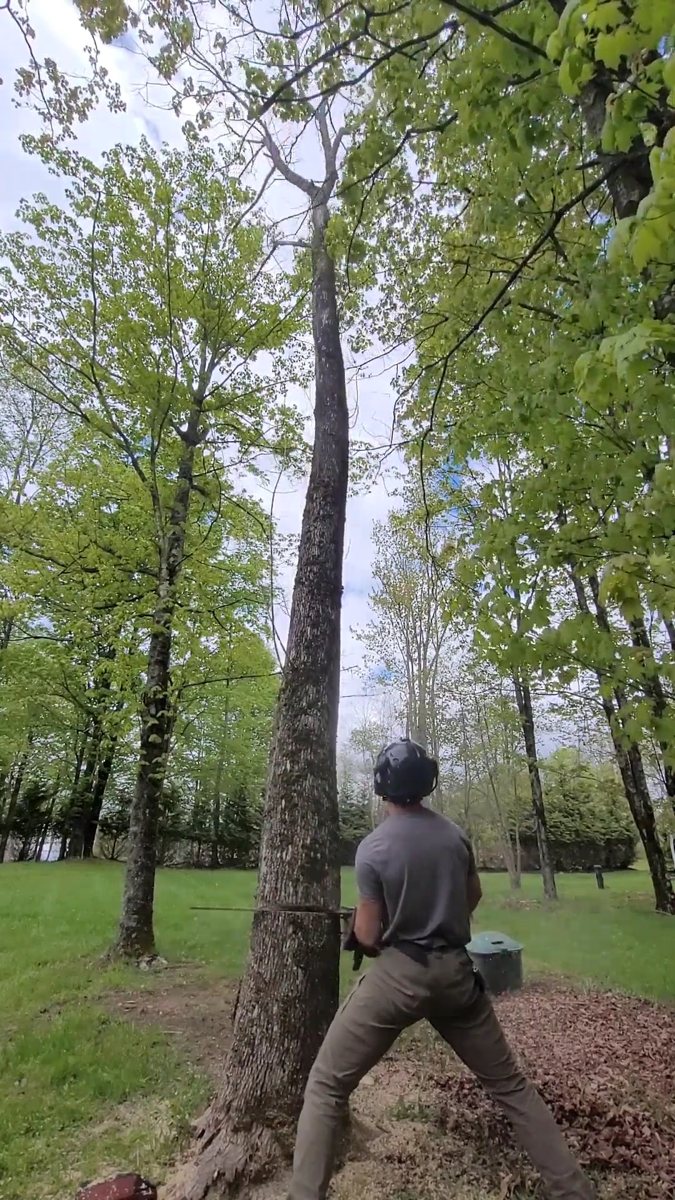 Arborist in a helmet standing at the base of a tall tree being taken down in a grassy yard