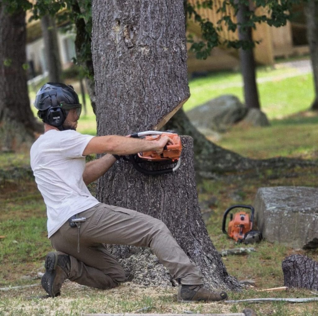 Arborist in ear protection kneeling to make a chainsaw cut at the base of a large tree trunk
