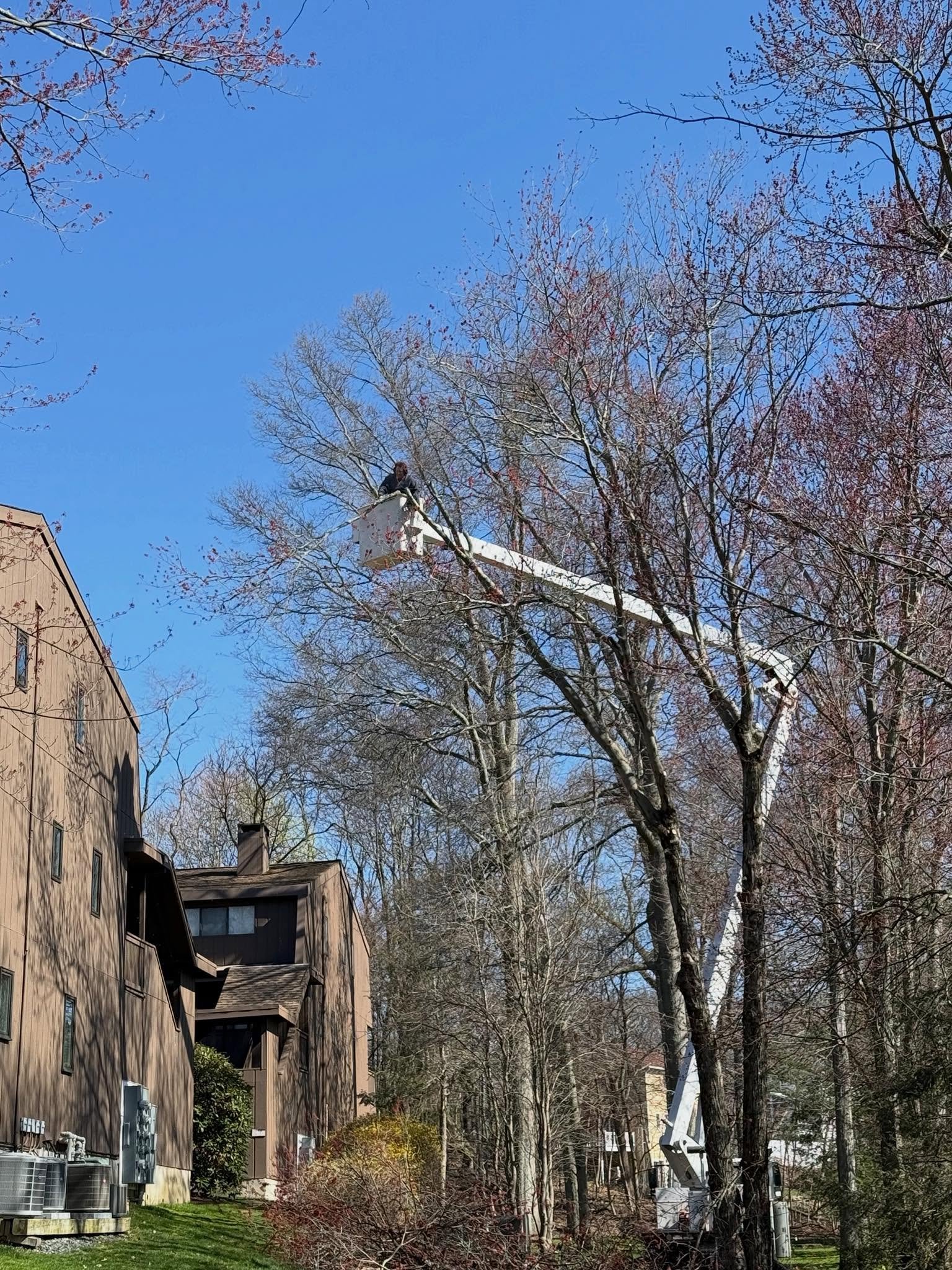 Arborist in a bucket truck lift pruning tall leafless trees beside a wood-sided house