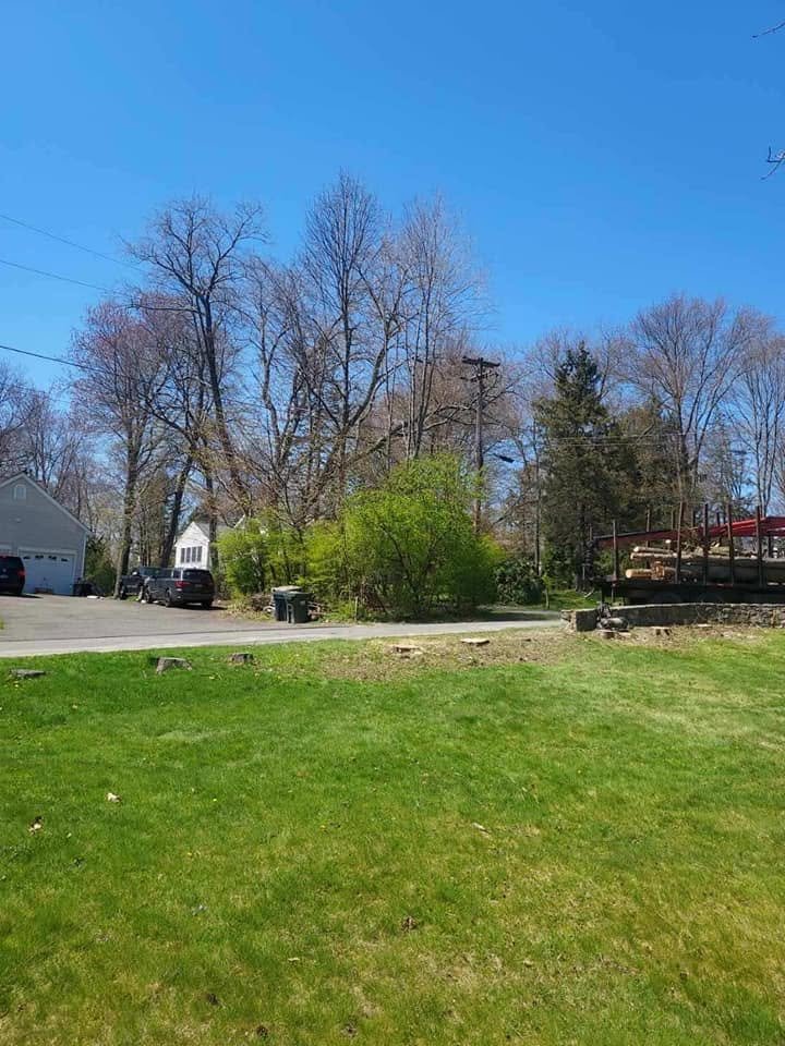 Sunny residential lot with a fresh lawn, stumps and leafless trees beside a house and driveway