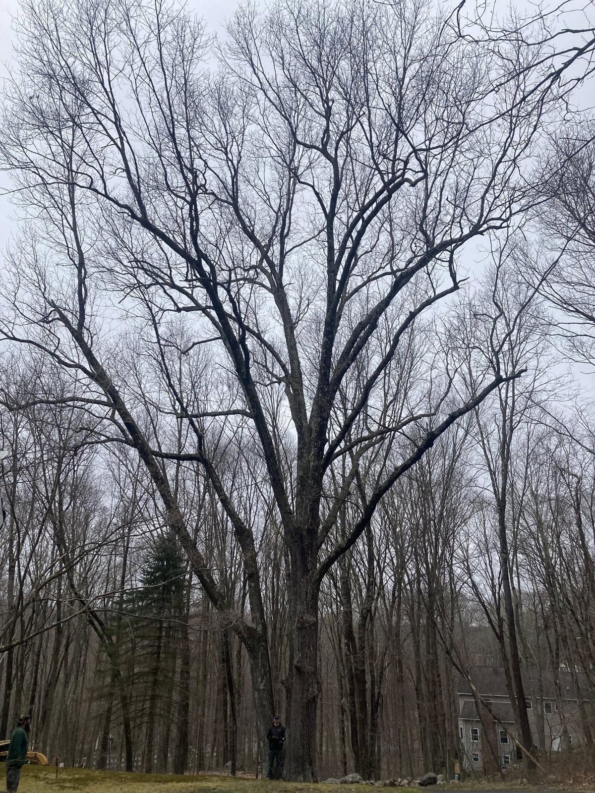 Tall bare hardwood trees reaching into an overcast winter sky