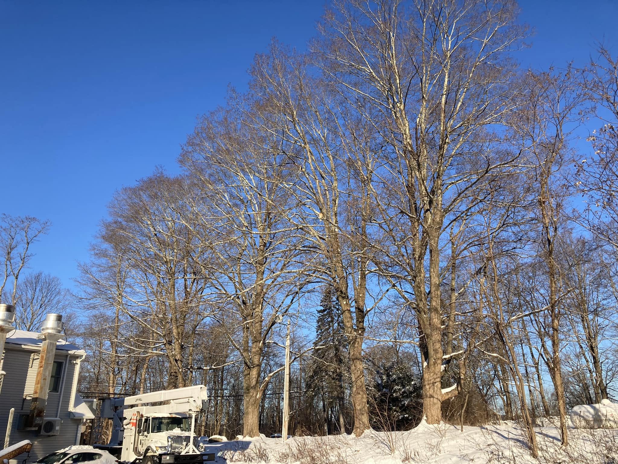 Tall leafless trees against a bright blue winter sky above snow, a house and a bucket truck