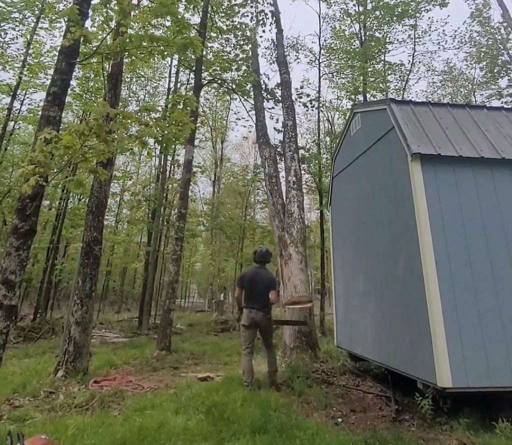 Arborist in a helmet walking toward a tall tree beside a grey storage shed in a wooded backyard