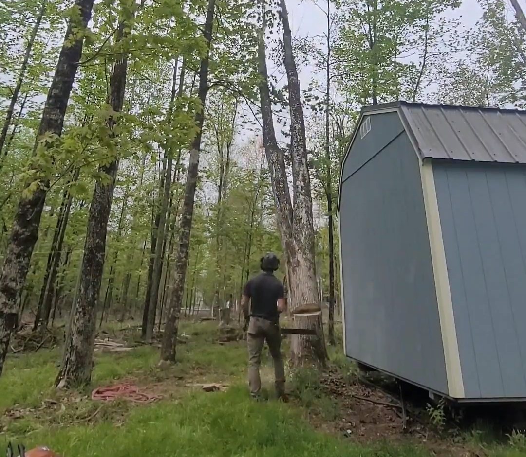 Arborist in a helmet walking toward a tall tree beside a grey storage shed in a wooded backyard