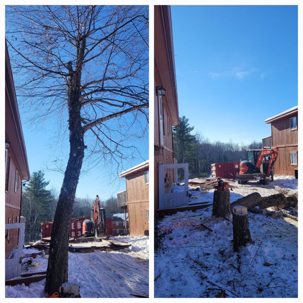 Large residential tree before and after removal