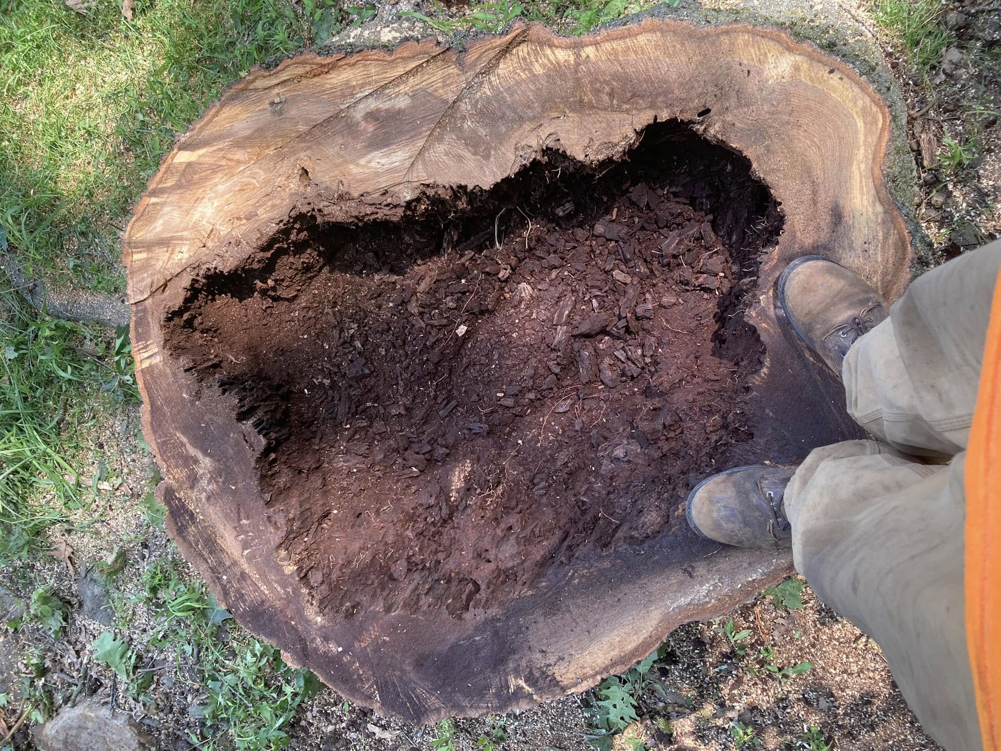 Large hollow tree stump with a rotted center, viewed from above with work boots on the rim